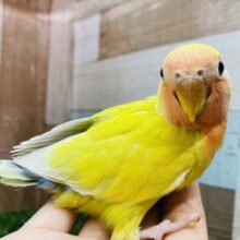 最新画像有ります🌱 ͛.*これぞ‼️真夏の果実🥭☀️コザクラインコのゴールデンチェリー！