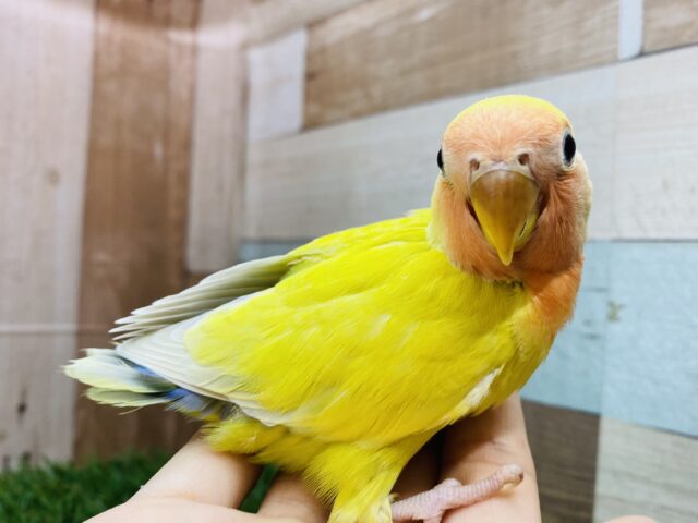 最新画像有ります🌱 ͛.*これぞ‼️真夏の果実🥭☀️コザクラインコのゴールデンチェリー！