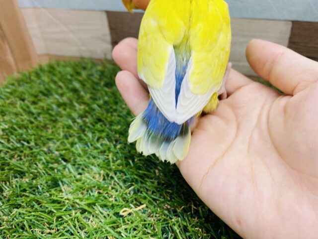 コザクラインコ（小桜インコ）