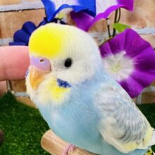 ７月はレインボーフェア🌈🐥