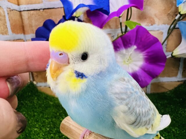 ７月はレインボーフェア🌈🐥