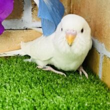 ふわサラ雪ん子♡透明感爆誕✨アルビノセキセイインコ入舎しました♡