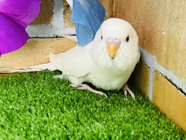 ふわサラ雪ん子♡透明感爆誕✨アルビノセキセイインコ入舎しました♡