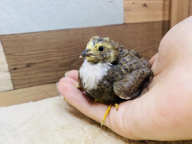 ヒメウズラ