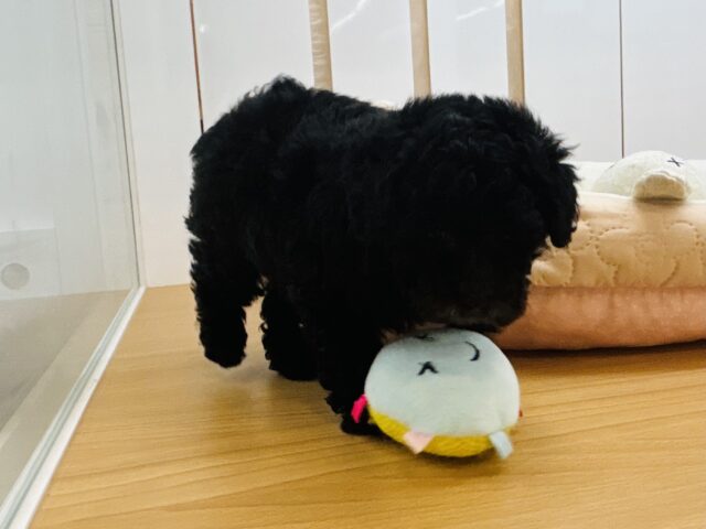 トイプードル