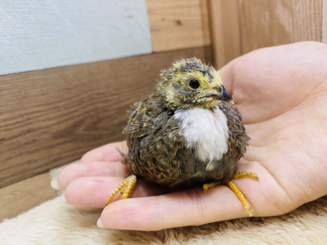 ヒメウズラ