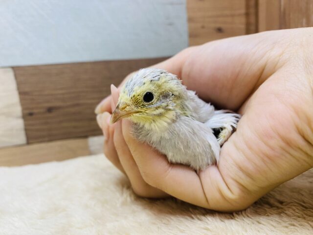 ヒメウズラ
