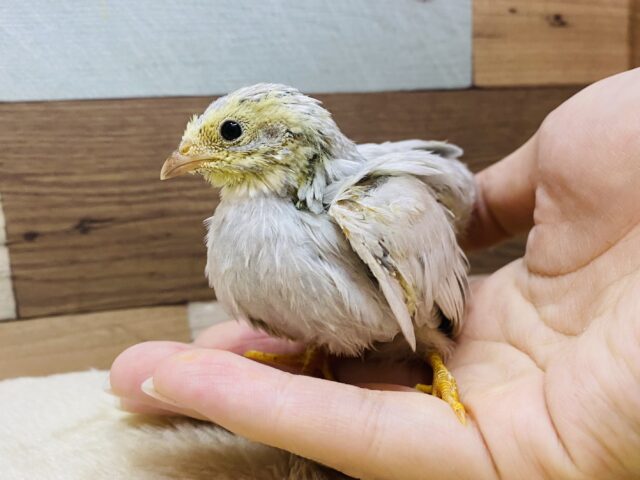 ヒメウズラ