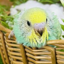 グリーン系の甘ぽちゃ♡セキセイインコ（レインボースパングル）