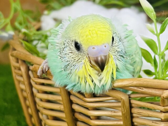 グリーン系の甘ぽちゃ♡セキセイインコ（レインボースパングル）