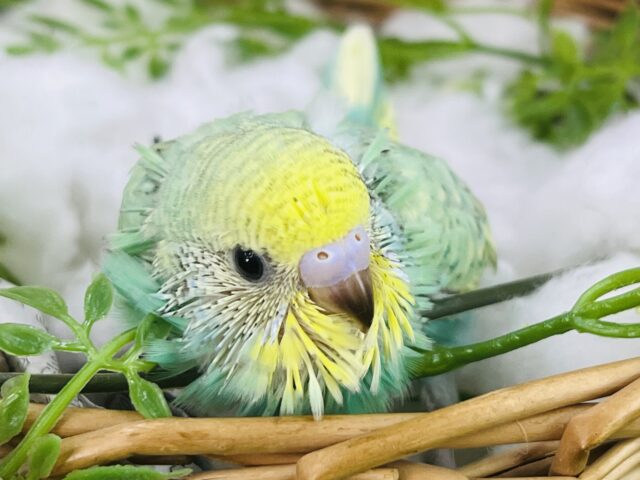 セキセイインコ