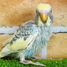 誰にも止められない〜⭐︎セキセイインコ（レインボーパイド）