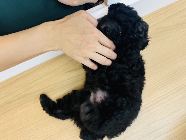 トイプードル