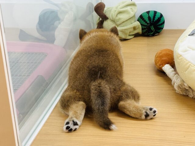 柴犬