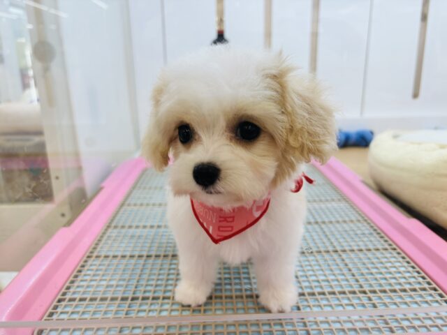 ミックス犬（ハーフ犬）