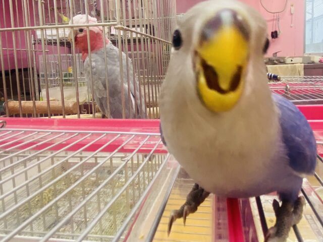 コザクラインコ（小桜インコ）