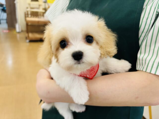 ミックス犬（ハーフ犬）