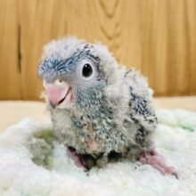 まんまるおめめが可愛すぎる✨サザナミインコ（コバルト）ヒナ