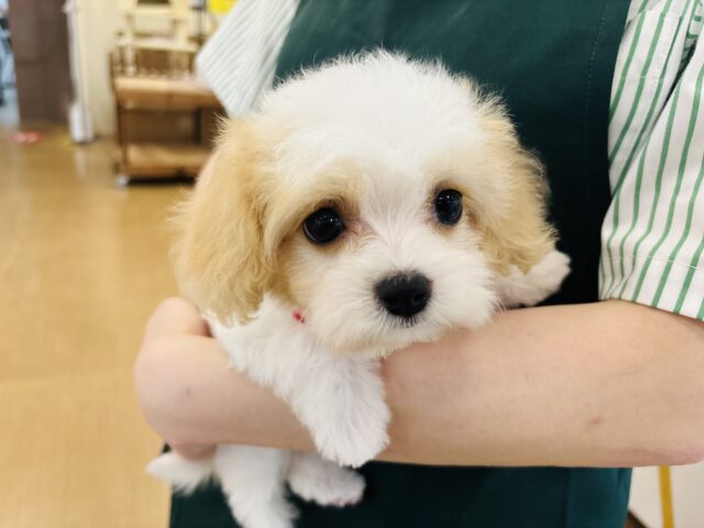 ミックス犬（ハーフ犬）
