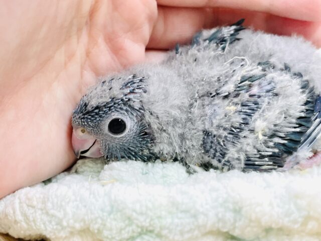サザナミインコ