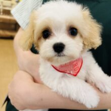メッロメロにしちゃうぞぉ〜♡♡ミックス犬ちゃん(キャバリア×ビションフリーゼ)