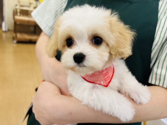 ミックス犬（ハーフ犬）