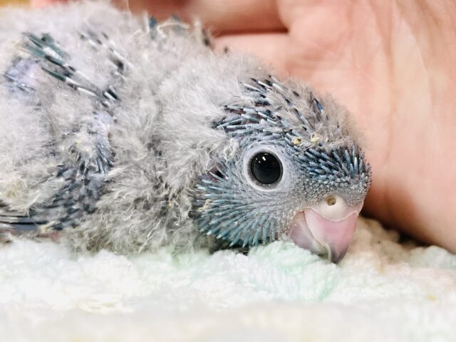 サザナミインコ