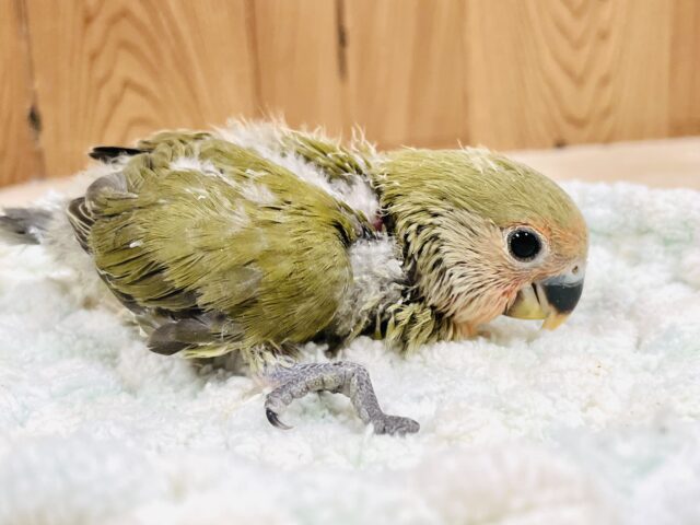 コザクラインコ（小桜インコ）