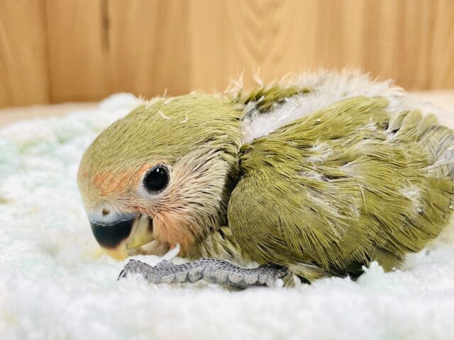コザクラインコ（小桜インコ）