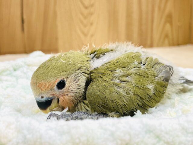 コザクラインコ（小桜インコ）