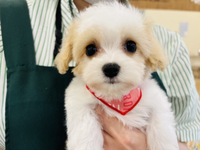 ミックス犬（ハーフ犬）