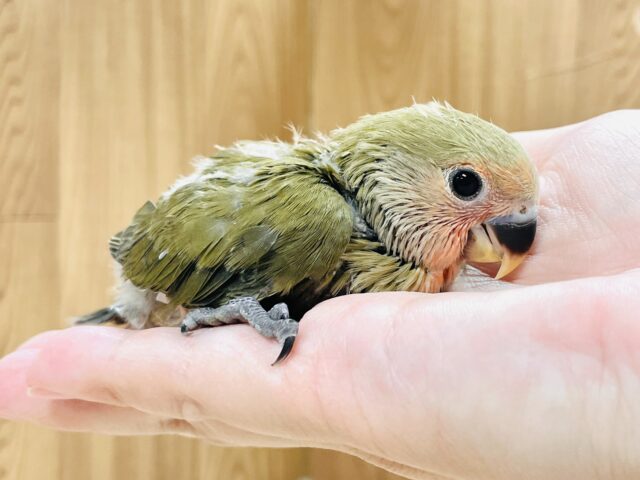 コザクラインコ（小桜インコ）
