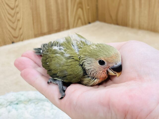 コザクラインコ（小桜インコ）