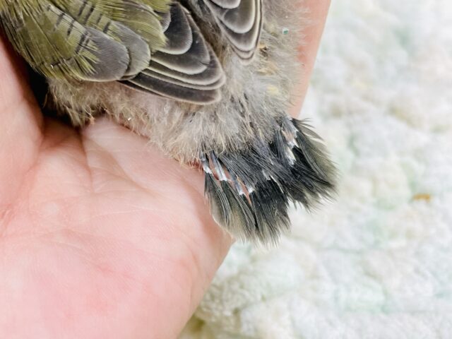 コザクラインコ（小桜インコ）