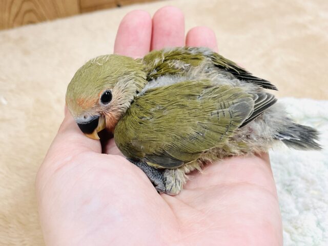コザクラインコ（小桜インコ）
