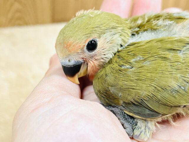 お上品なグリーンカラー💚コザクラインコ（オリーブ）ヒナ