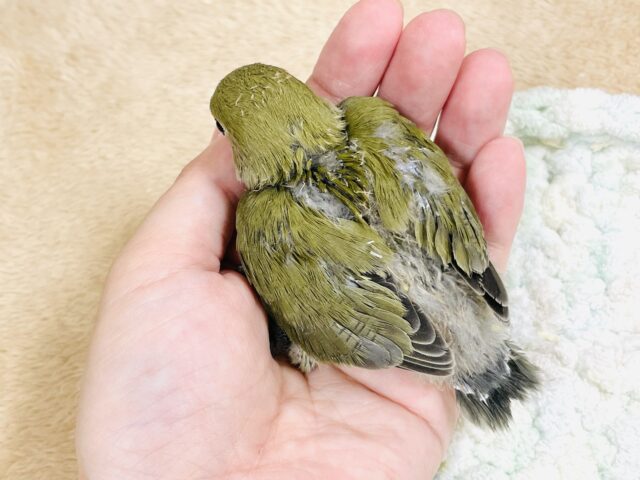 コザクラインコ（小桜インコ）
