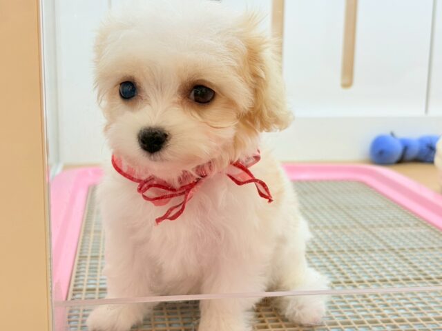 ミックス犬（ハーフ犬）