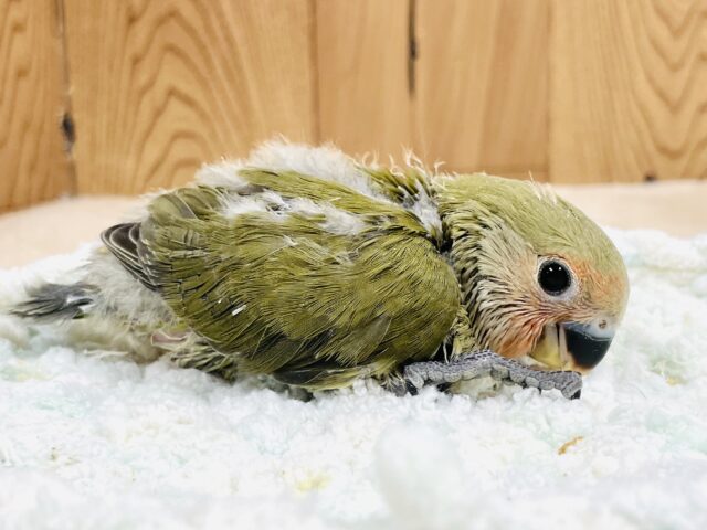 コザクラインコ（小桜インコ）