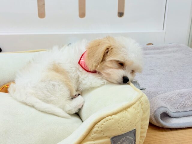 ミックス犬（ハーフ犬）