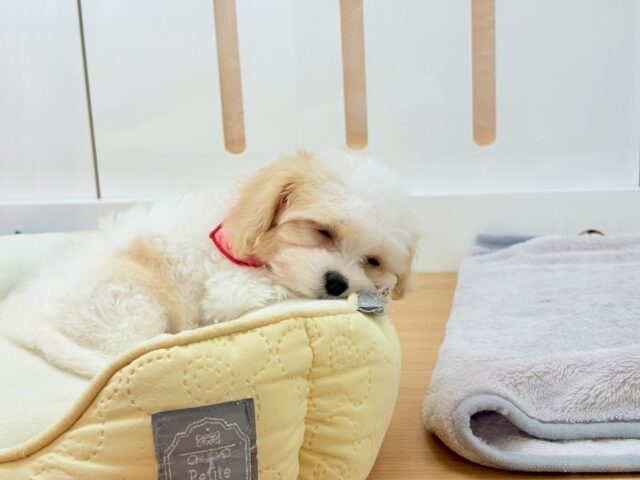 ミックス犬（ハーフ犬）