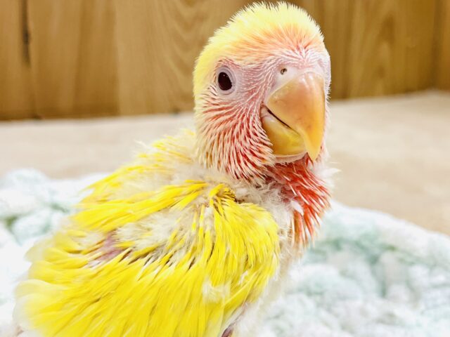 コザクラインコ（小桜インコ）