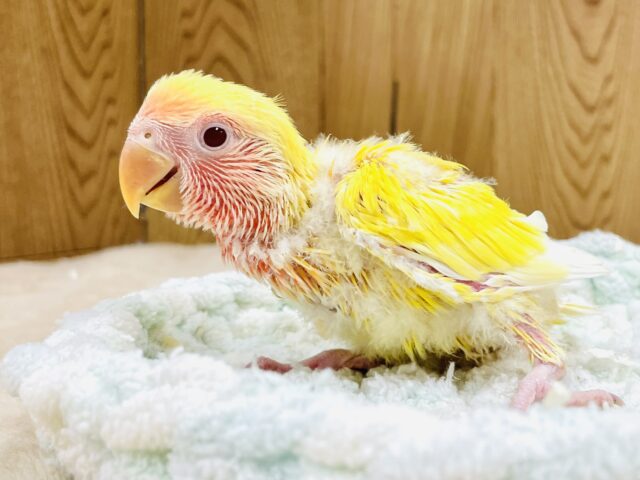 コザクラインコ（小桜インコ）