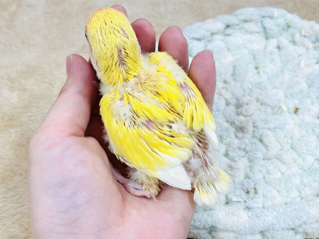 コザクラインコ（小桜インコ）