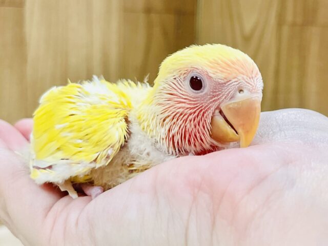ジューシーなフルーツみたい💛❤️コザクラインコ（ルチノー）ヒナ