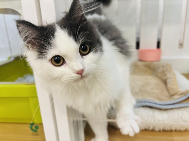 超ホヤホヤ最新画像✨甘ったれすぎて液状化？？？サイベリアンくん！