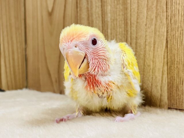 コザクラインコ（小桜インコ）