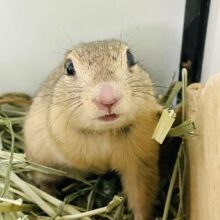 元気いっぱい！やってきたよ❤️リチャードソンジリス（男の子）