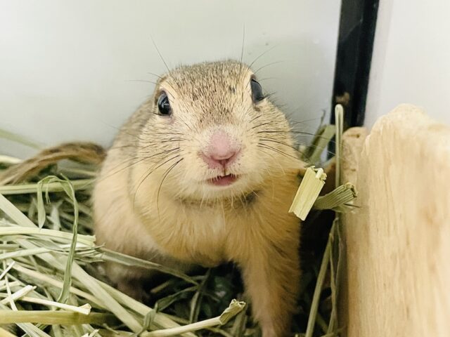 元気いっぱい！やってきたよ❤️リチャードソンジリス（男の子）