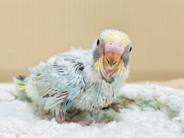 ふんわりふわふわ🩵💛セキセイインコ（パステルレインボー）ヒナ